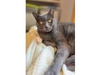 Adopt Baby a Gray or Blue Domestic Shorthair / Mixed cat in Vancouver