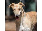 Adopt Candy a Tan/Yellow/Fawn Greyhound / Mixed dog in Swanzey, NH (41136863)