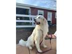 Adopt Fabian a White Great Pyrenees / Mixed dog in Charlotte, NC (41203214)