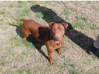 Adopt Coco a Brown/Chocolate Xoloitzcuintle/Mexican Hairless / Vizsla / Mixed