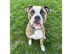 Adopt Tank aka Ferdinand a Brindle Mixed Breed (Small) / Mixed Breed (Medium) /