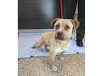 Adopt Brooke a Brindle Labrador Retriever / Mixed Breed (Medium) / Mixed (short