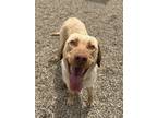 Adopt Bradley a Tan/Yellow/Fawn Labrador Retriever / Mixed dog in Kalamazoo