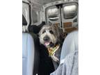 Adopt Kara a Gray/Silver/Salt & Pepper - with Black Labradoodle / Sheepadoodle /