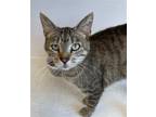 Adopt Olive (Goofy and Playful) - $70 a Brown Tabby Domestic Shorthair / Mixed