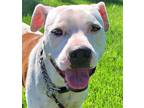 Adopt Duchess - (Adoption Sponsored) a White - with Tan, Yellow or Fawn American