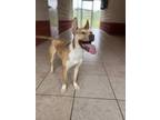 Adopt Honeybee a Tricolor (Tan/Brown & Black & White) German Shepherd Dog /
