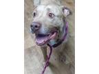 Adopt Rocky a Tan/Yellow/Fawn Mixed Breed (Small) / Mixed Breed (Medium) / Mixed