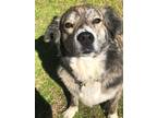 Adopt Skeeter a Brindle - with White Anatolian Shepherd / Mixed dog in