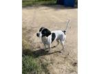 Adopt Bernie a White - with Black English Pointer / Mixed dog in Jacksonville