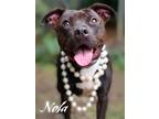 Adopt Nola a Terrier (Unknown Type, Small) / Mixed dog in Jackson, MS (41076187)