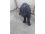 Adopt Shrek a Schnauzer (Standard) / Mixed dog in PAHRUMP, NV (41202765)