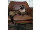 Adopt Kalanu a Siamese / Mixed (short coat) cat in New Braunfels, TX (41144662)