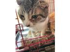 Adopt Aberdeen a Scottish Fold / Mixed (short coat) cat in New Braunfels