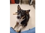 Adopt Togo a Husky / Mixed dog in Madison, GA (41202714)