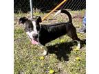 Adopt Seal a Black - with White Terrier (Unknown Type, Medium) / Mixed dog in