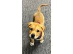 Adopt Cruz a Tan/Yellow/Fawn - with White Labrador Retriever / German Shepherd