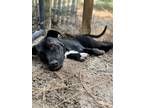 Adopt Raven a Terrier (Unknown Type, Small) / Mixed dog in WAYNESVILLE