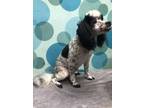 Adopt Gerry a White - with Black Miniature Poodle / Mixed dog in Chicago