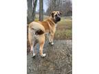 Adopt Duo : Chunky Monkey a Great Pyrenees / German Shepherd Dog dog in Osgood
