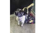 Adopt Levi a White - with Black Beagle / Jack Russell Terrier dog in Osgood