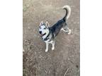 Adopt Serac a Black - with Gray or Silver Siberian Husky / Mixed dog in Gig