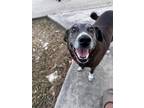 Adopt Frosty a Black - with White Black Mouth Cur / Labrador Retriever dog in