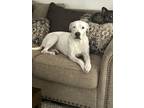 Adopt Bailee Blue a White Boxer / Dogo Argentino dog in San Diego, CA (40878909)