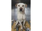 Adopt Han Solo a Tan/Yellow/Fawn Labrador Retriever / Dachshund dog in Bonita