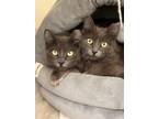 Adopt Misty and Cinder a Gray or Blue Nebelung (medium coat) cat in El Dorado
