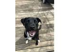 Adopt Mudbone a Black - with White Labrador Retriever / Mixed dog in Harrisburg