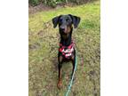 Adopt Chopper a Black - with Brown, Red, Golden, Orange or Chestnut Doberman