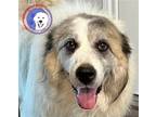 Adopt Juliette a White Great Pyrenees / Anatolian Shepherd / Mixed dog in