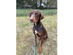 Adopt Dante a Brown/Chocolate - with Tan Doberman Pinscher / Mixed dog in