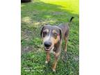 Adopt Tommy a Brown/Chocolate - with Tan Hound (Unknown Type) / Doberman