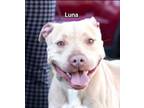 Adopt Luna a Tan/Yellow/Fawn American Pit Bull Terrier / Mixed Breed (Medium) /