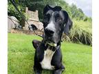 Adopt Scoobie a Black - with White Great Dane / Mixed dog in Alpharetta