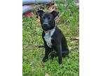 Adopt Hope McKee a Black Pit Bull Terrier dog in Twin Falls, ID (41178479)