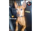 Adopt Prince a Tan/Yellow/Fawn Miniature Pinscher / Mixed dog in New York