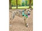 Adopt Guinness a Brindle - with White Plott Hound / Pit Bull Terrier / Mixed dog