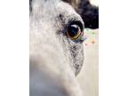 Adopt Taylor a Merle Cattle Dog / Blue Heeler / Mixed dog in Lynnwood
