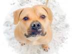 Adopt Axl Rose a Tan/Yellow/Fawn Mixed Breed (Large) / Retriever (Unknown Type)