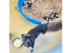 Adopt Clarabelle & puppies a Black Pit Bull Terrier / Mixed dog in Chula Vista