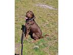 Adopt Lillipup a Brown/Chocolate Hound (Unknown Type) / Doberman Pinscher /