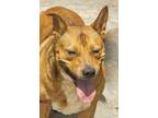 Adopt Nugget a Red/Golden/Orange/Chestnut Corgi / Carolina Dog / Mixed dog in