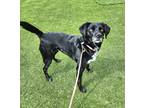 Adopt Moana a Black Border Collie / Beagle / Mixed (short coat) dog in