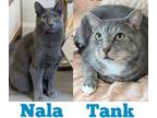 Adopt Tank a Brown Tabby Domestic Shorthair / Mixed Breed (Medium) / Mixed
