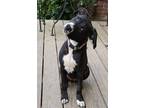 Adopt Juliette a Black - with White Border Collie / Labrador Retriever / Mixed