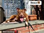 Adopt Bear a Brown/Chocolate - with White Mixed Breed (Large) / Mixed dog in New