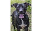 Adopt Bandit a Black Labrador Retriever / Terrier (Unknown Type